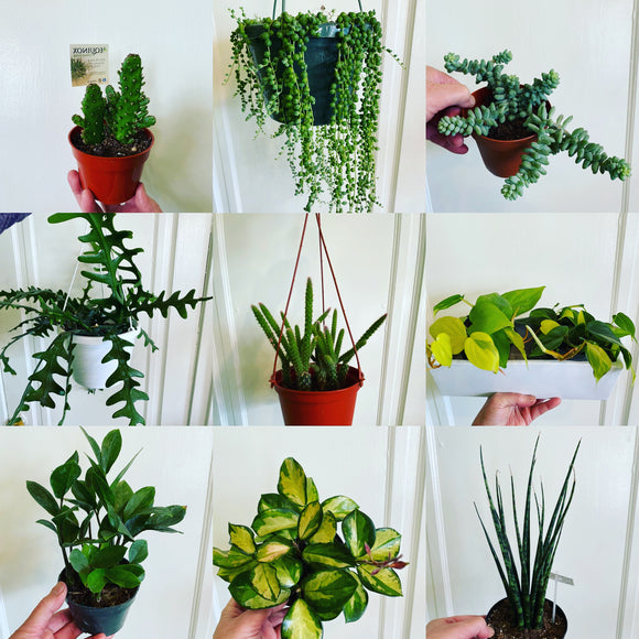 Houseplants