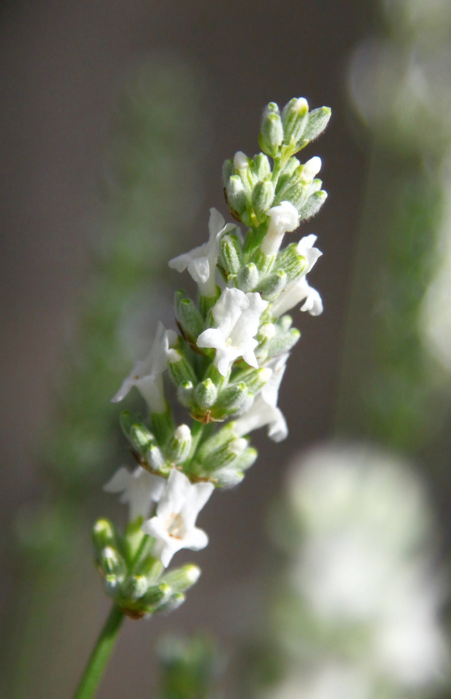 Lavandula x intermedia Exceptional®