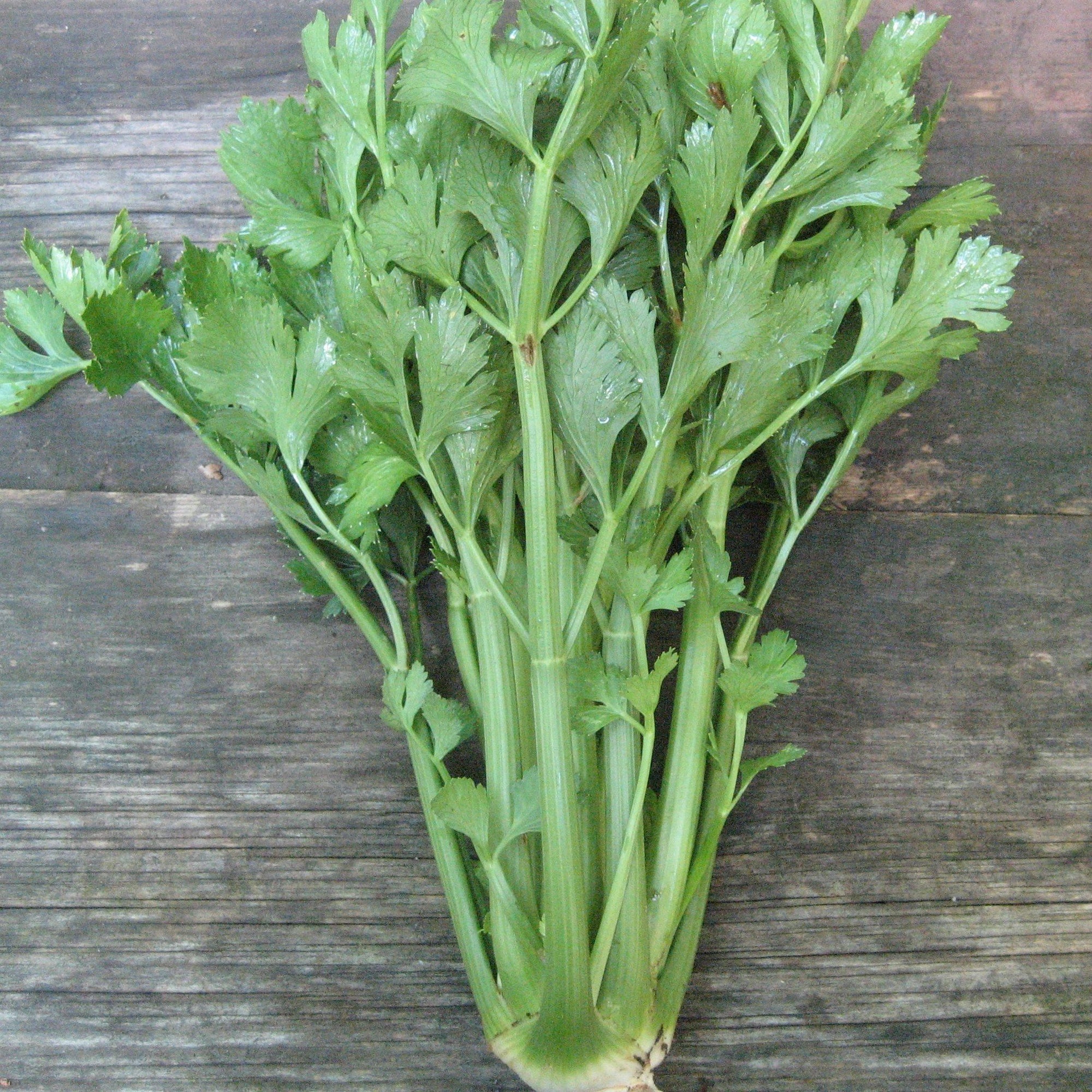 Utah Tall Celery