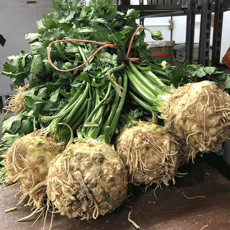 Giant Prague Celery