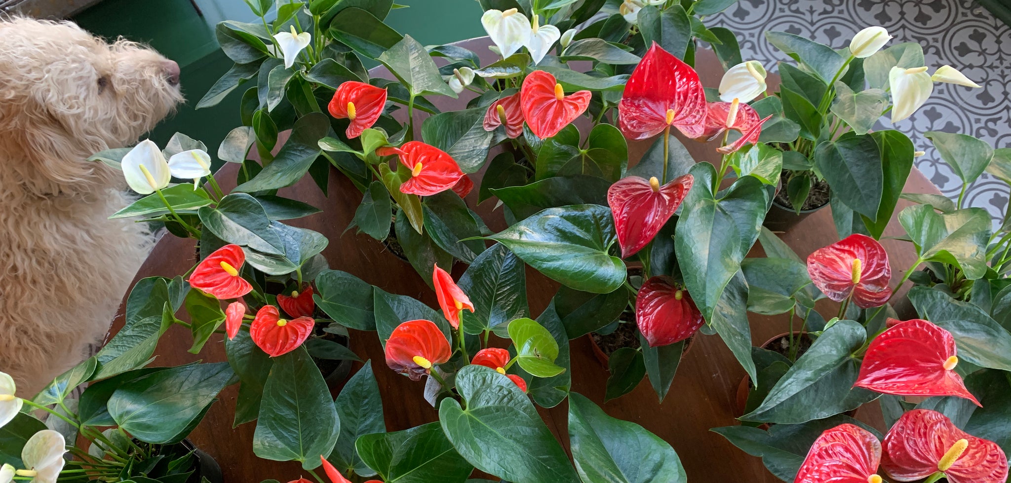 Plants at Equinox Botanical Boutique