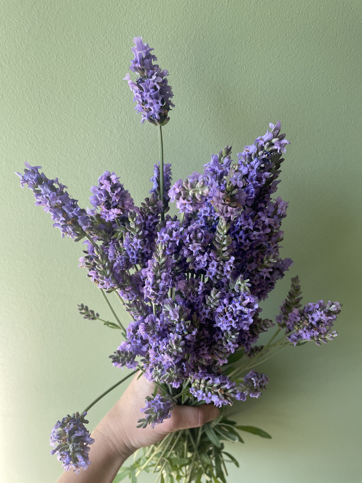 Lavender Sensational!®