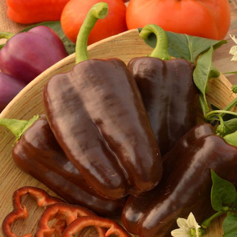 Sweet Chocolate Bell Pepper