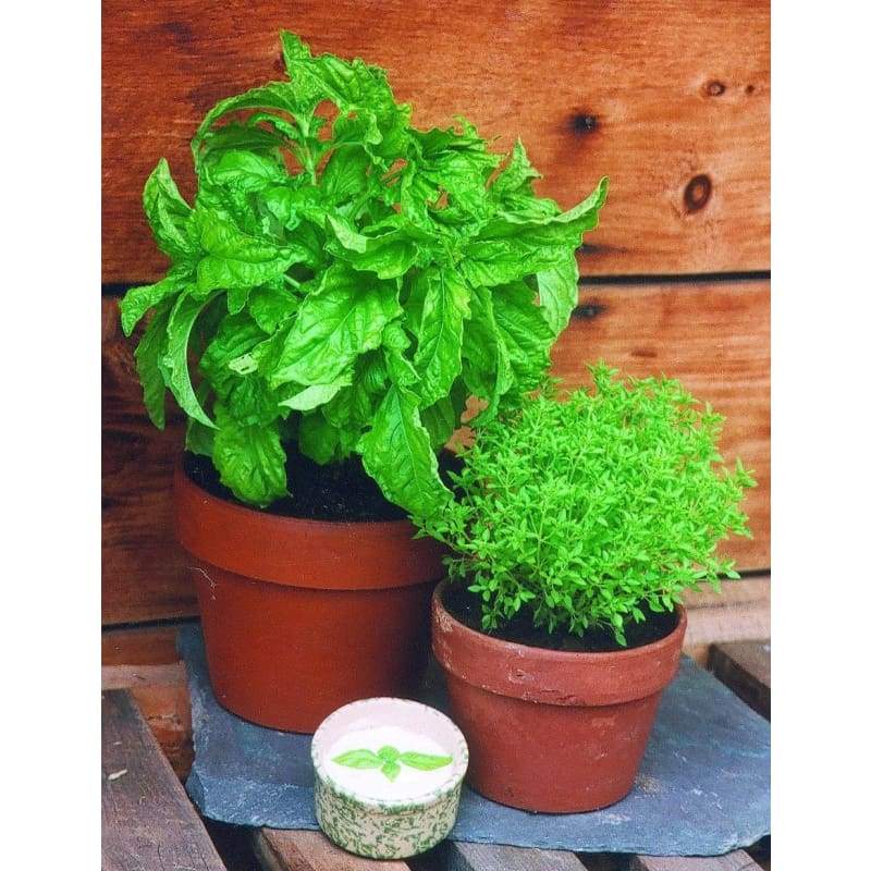 Mostruoso-  Basil