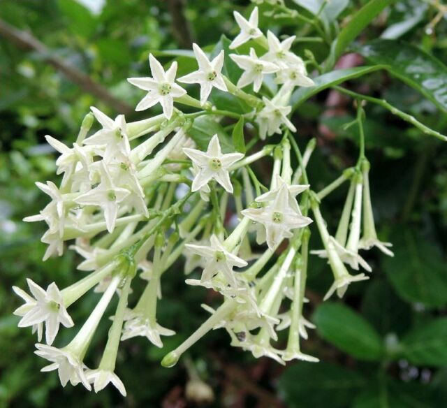 Night Blooming Jessamine (Cestrum Nocturnum)