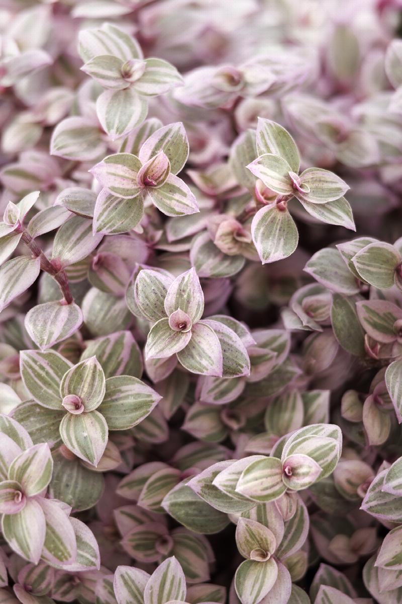 Tradescantia Pink Panther