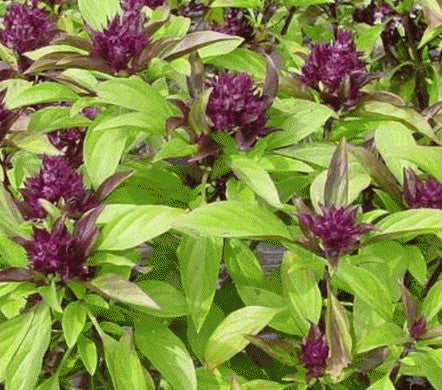 Flowering Thai - Basil
