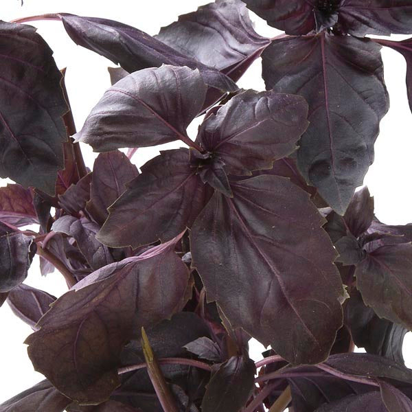 Osmin - Basil