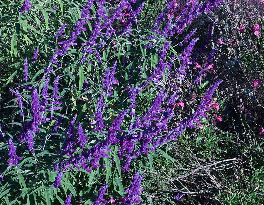 Mexican Bush Sage