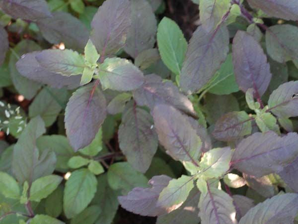 Thai holy kaprao - basil
