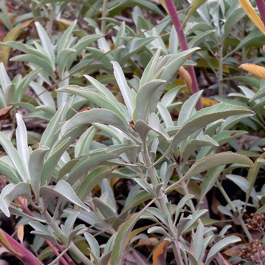White Sage