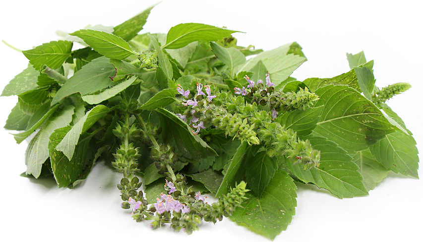 Blue Spice - Basil