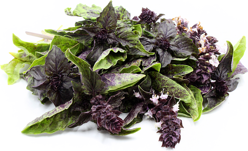 Red lettuce leaf Basil Equinox botanical boutique