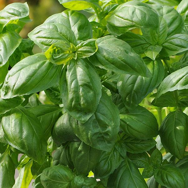 Dolce Fresca - Basil
