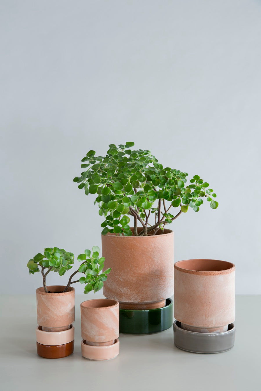 Hoff 14cm Rose