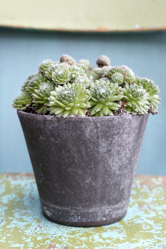 Julie 12cm Grey