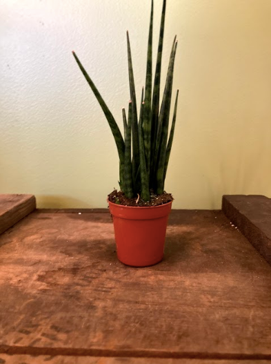 Sanseveria " Fernwood Mikado " 2 &1/2"