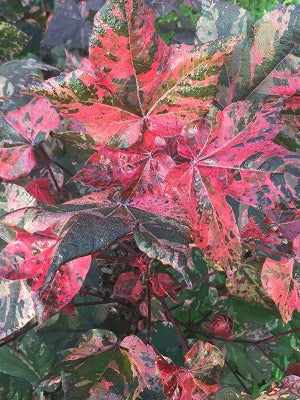 Cotton Pink Variegated Abre Red