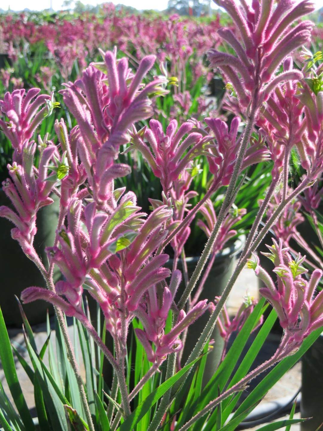 Anigozanthos Kangaroo Pink