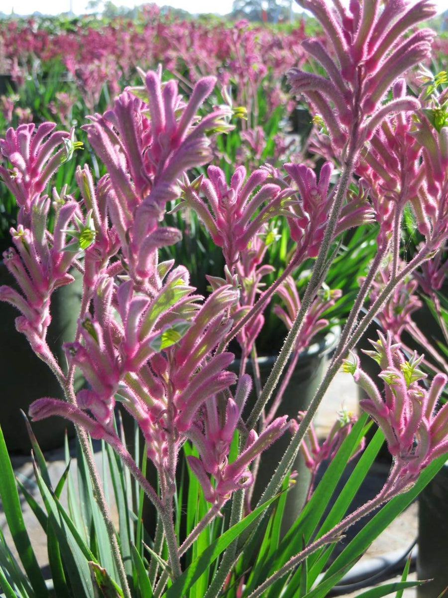 Anigozanthos Kangaroo Pink