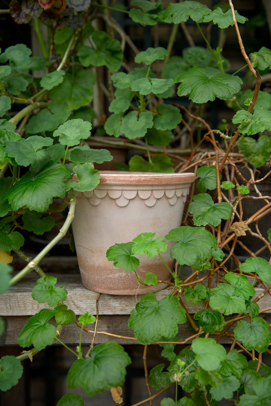 Kobenhavner 14cm Rose