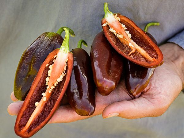Brown Jalapeno