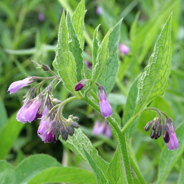 Comfrey