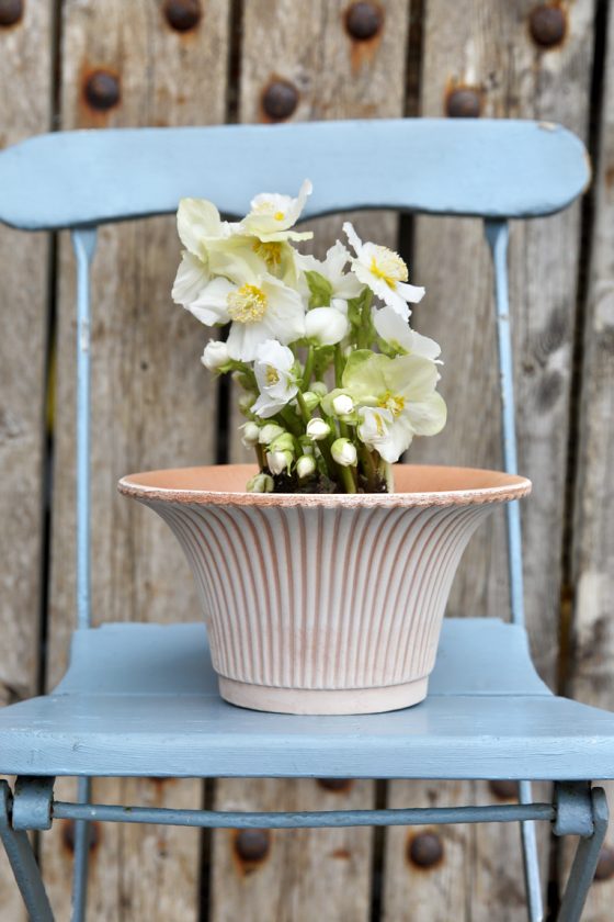 Daisy 30cm Rose