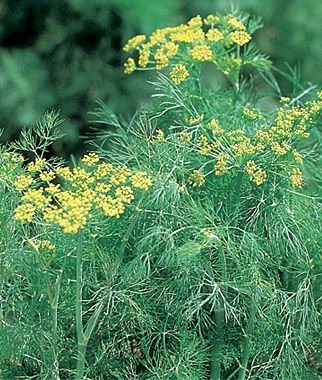 Fernleaf Dill