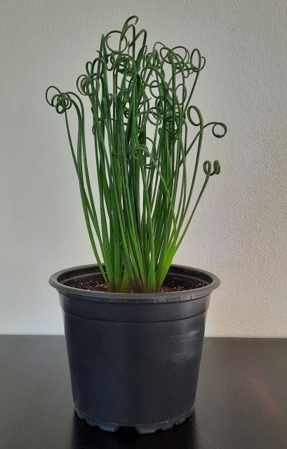 frizzle sizzle succulent for sale Frizzle Sizzle
