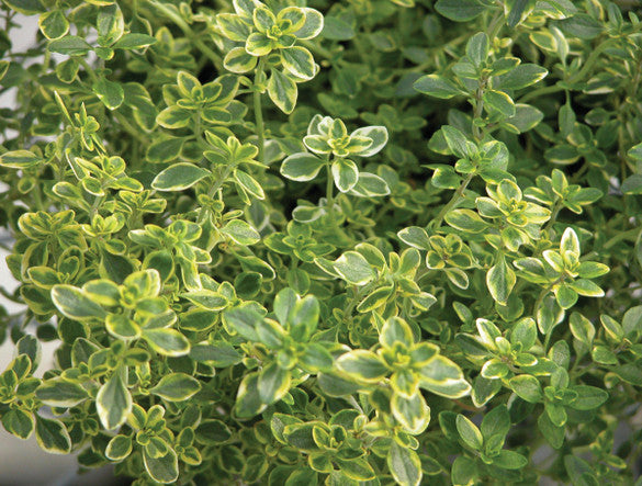 Golden Lemon Thyme