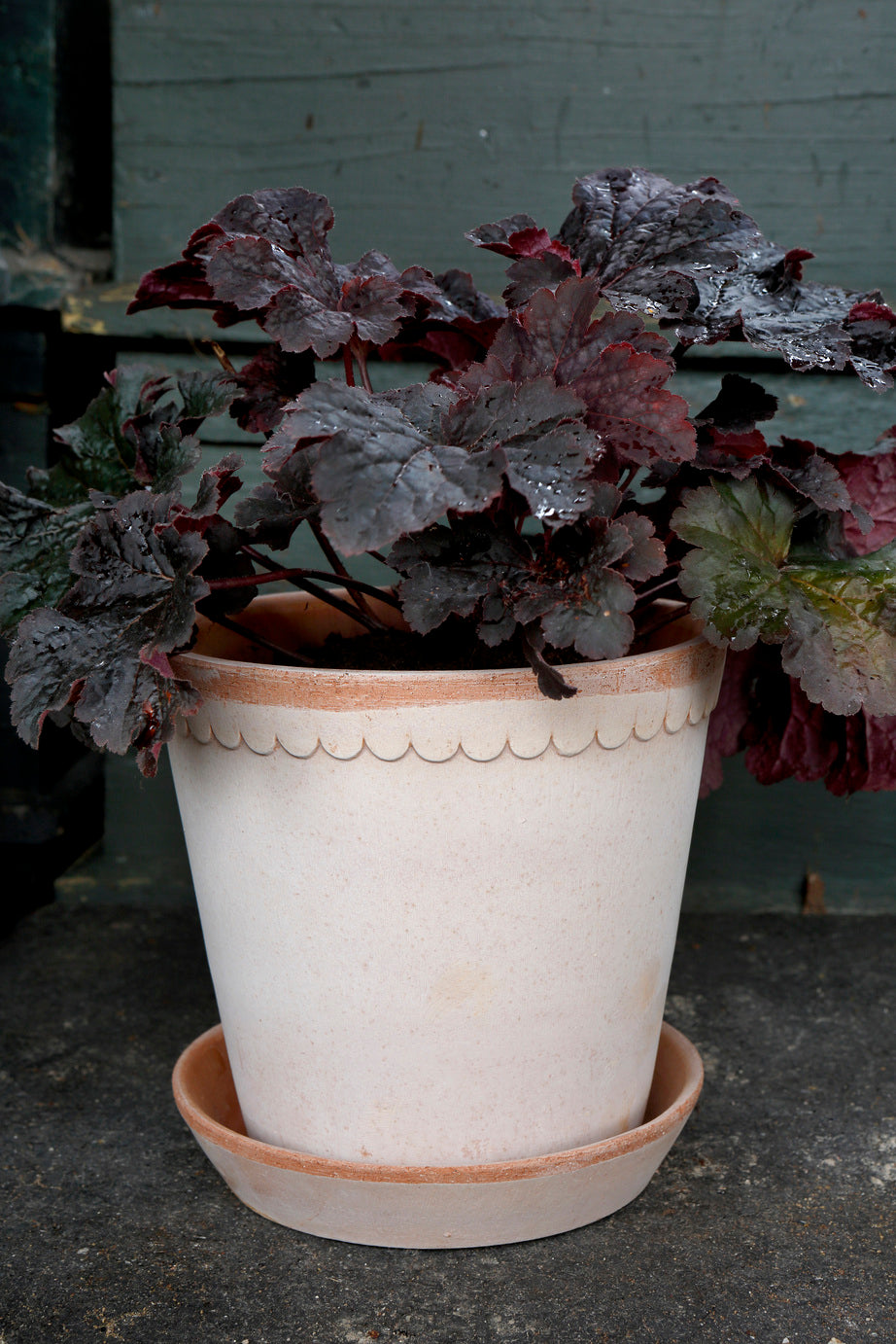 Helena 8 1/2cm Rose