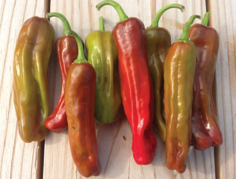 Italian Peperoncini