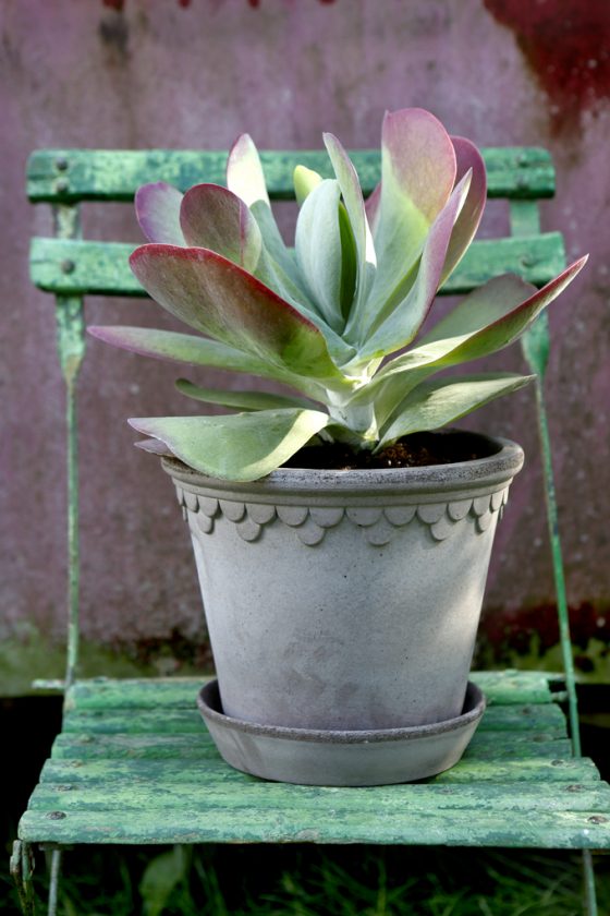 Kobenhavner 16cm Grey