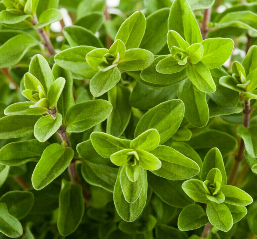Marjoram