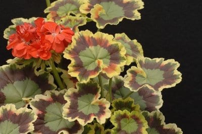 Mrs. Pollock Geranium