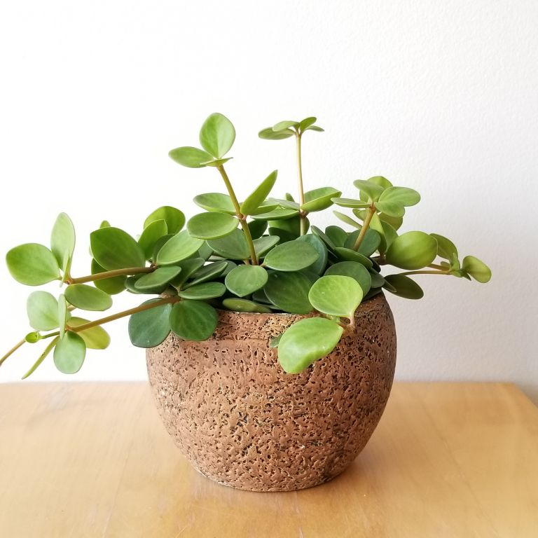 Peperomia Hope