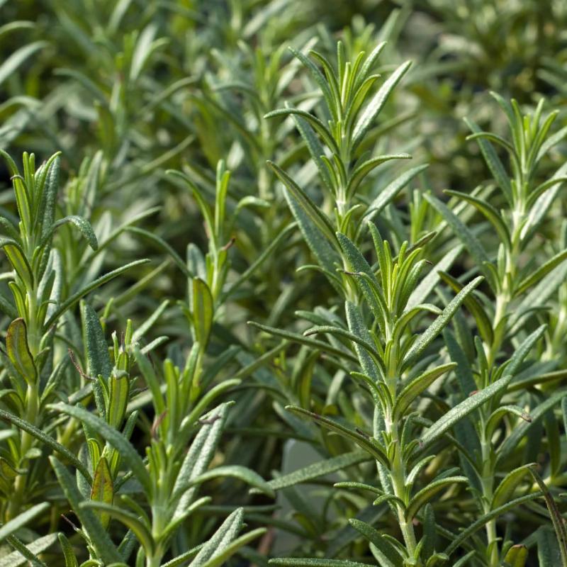 Rosemary