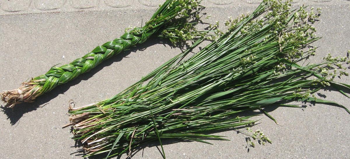SweetGrass Plant