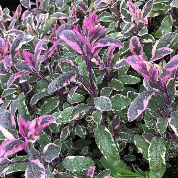 Tricolor Sage
