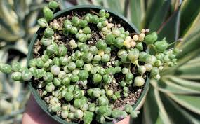 Variegated String of Pearls